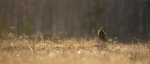 loodusfoto