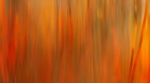 loodusfoto