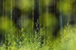 loodusfoto