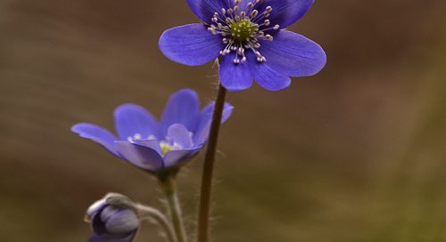 Harilik sinilill (Hepatica nobilis)