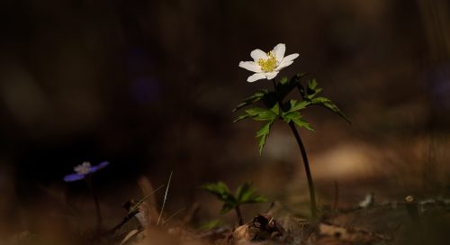 Võsaülane (Anemone nemorosa)