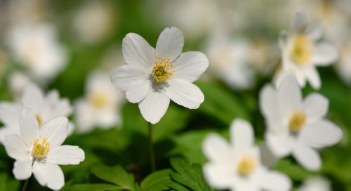 Võsaülane (Anemone nemorosa)