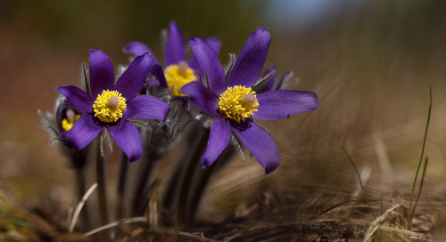 Palu-karukell (Pulsatilla patens)