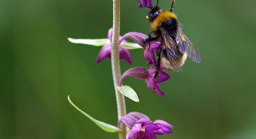 Epipactis atrorubens (Tumepunane neiuvaip)