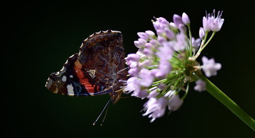 Admiral (Vanessa atalanta)