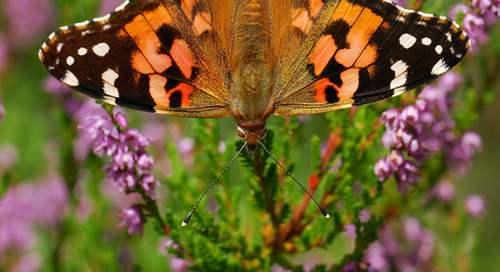 Ohakaliblikas (Vanessa cardui)