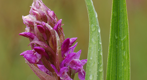 Kahkjaspunane-sõrmkäpp (Dactylorhiza incarnata)