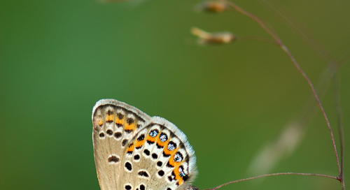 Ristikheina taevastiib (Polyommatus icarus)