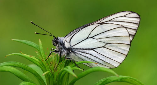 Põualiblikas (Aporia crataegi)