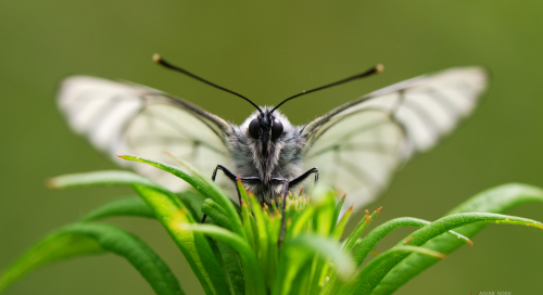 Põualiblikas (Aporia crataegi)