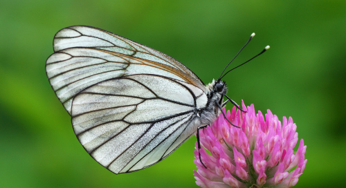 Põualiblikas (Aporia crataegi)