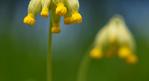 Harilik nurmenukk (Primula veris)