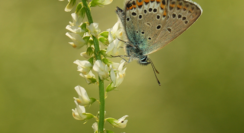 Ristikheina taevastiib (Polyommatus icarus)