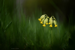 Harilik nurmenukk (Primula veris)