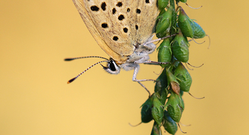 Ristikheina taevastiib (Polyommatus icarus)