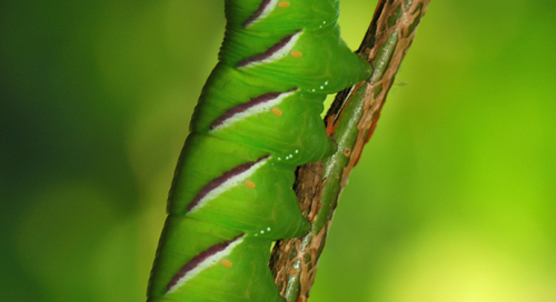 Sirelisuru röövik (Sphinx ligustri)