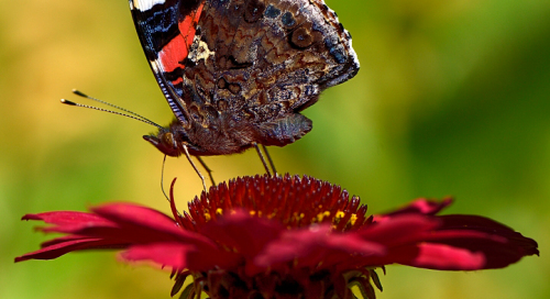 Admiral (Vanessa atalanta)