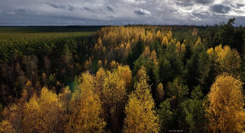 Sügisvärvides mets