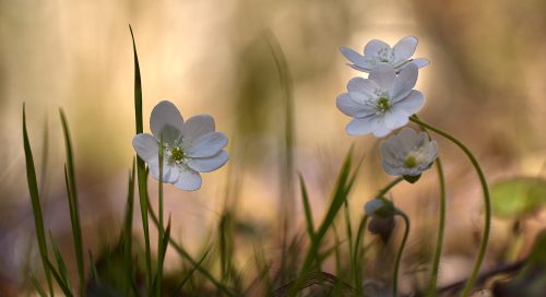 Valge sinilill (Hepatica nobilis)