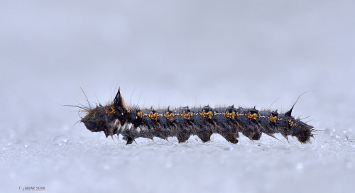 Rohukedrik (Euthrix potatoria)