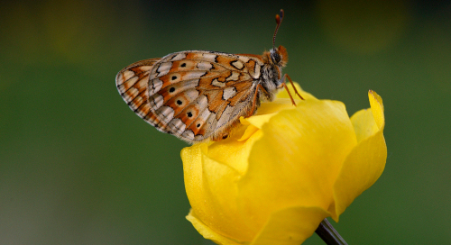 Lesser marbled fritillary (Luhatäpik)