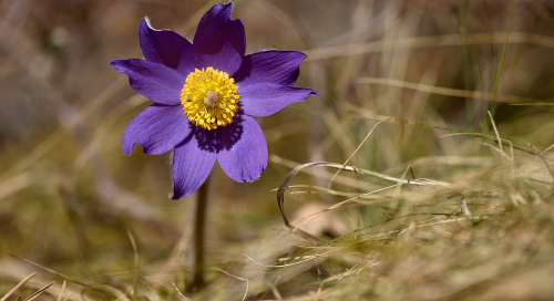 Palu-karukell (Pulsatilla patens)