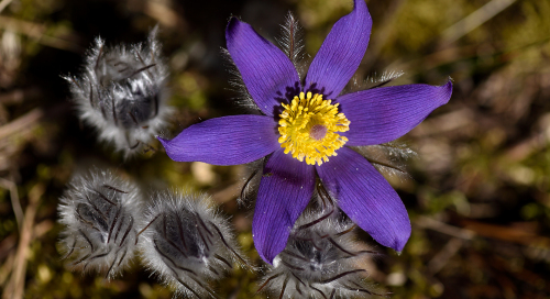 Palu-karukell (Pulsatilla patens)