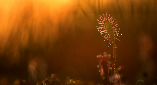 Pikalehine huulhein (Drosera anglica)