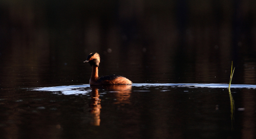 Sarvikpütt (Podiceps auritus)