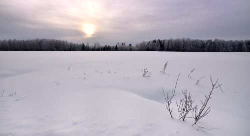 Hõbevalge härmatis