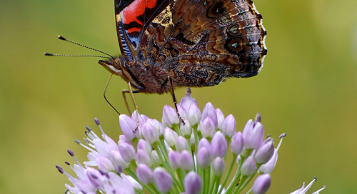 Admiral (Vanessa atalanta)