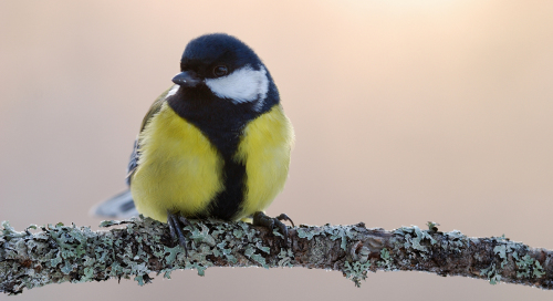 Rasvatihane (Parus major)