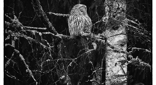 Händkakk (Strix uralensis)