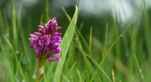 Kahkjaspunane-sõrmkäpp (Dactylorhiza incarnata)