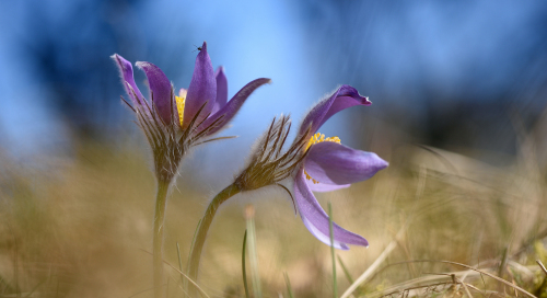 Palu-karukell (Pulsatilla patens)