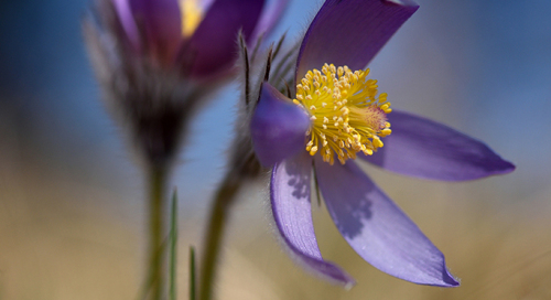 Palu-karukell (Pulsatilla patens)