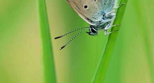 Ristikheina taevastiib (Polyommatus icarus)