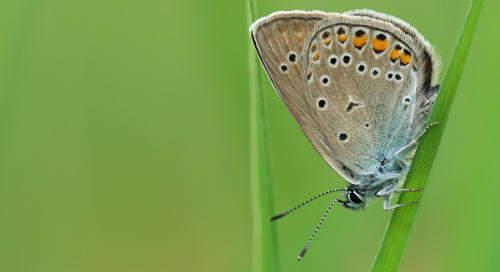 Ristikheina taevastiib (Polyommatus icarus)