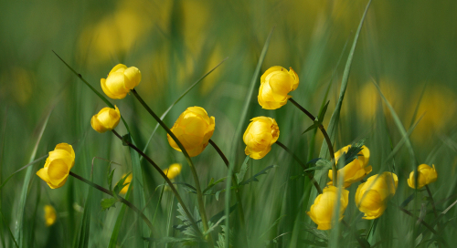 Harilik kullerkupp (Trollius europaeus)