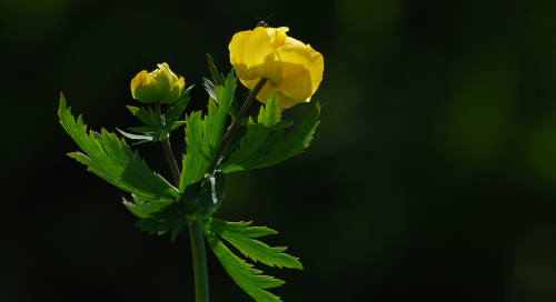 Harilik kullerkupp (Trollius europaeus)