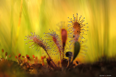 Pikalehine huulhein (Drosera anglica)