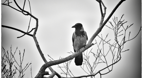 Hallvares (Corvus cornix)