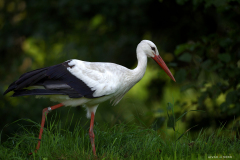 Valge-toonekurg  (Ciconia ciconia)