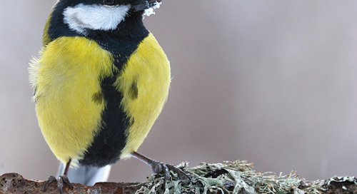 Rasvatihane (Parus major)