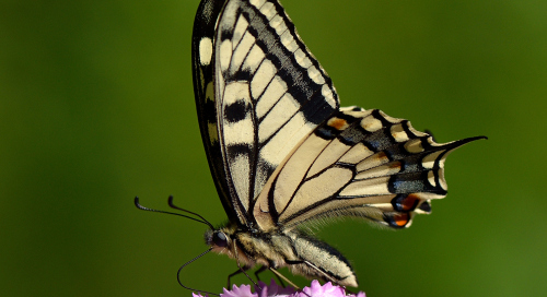 Pääsusaba (Papilio machaon)