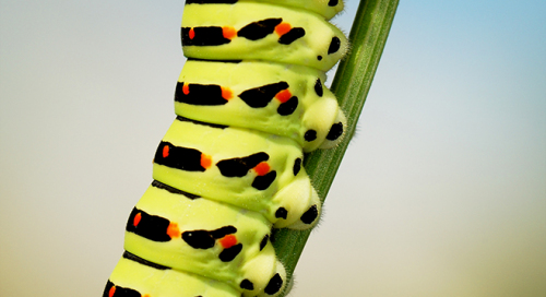 Pääsusaba röövik(Papilio machaon)