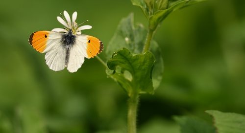 Koiduliblikas (Anthocharis cardamines)