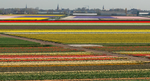 Kevadine Holland