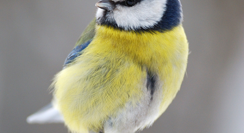 Sinitihane (Parus caeruleus)