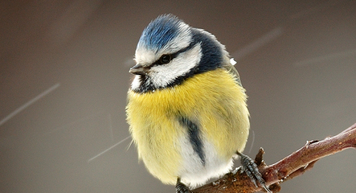 Sinitihane (Parus caeruleus syn. Cyanistes caeruleus)